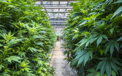 Le plus gros producteur de CBD Cannabis Légal en Europe